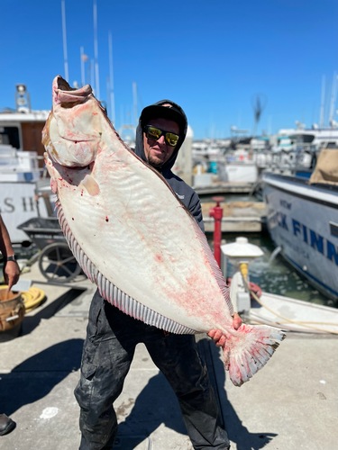 41.5lb Halibut!